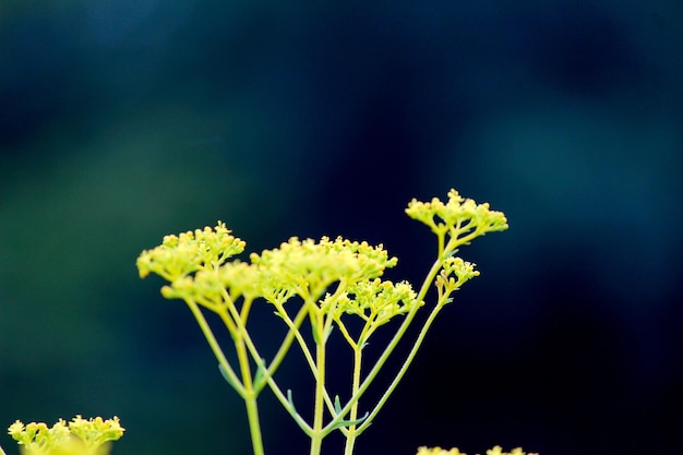 Photo close-up of yellow flowers