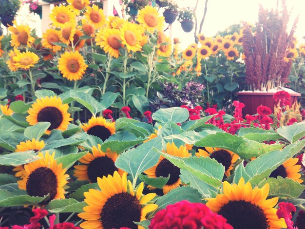 Photo close-up of yellow flowers