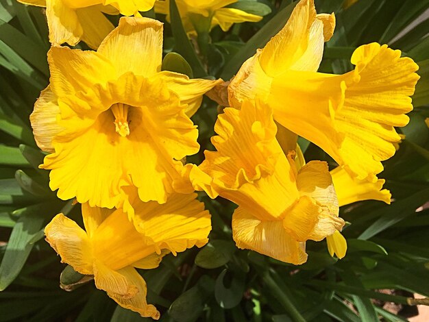 Close-up of yellow flowers