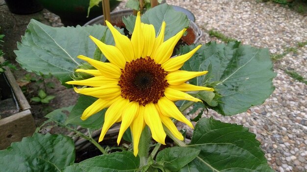 Foto close-up di fiori gialli