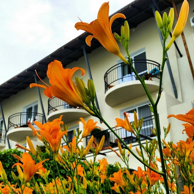 Foto close-up di fiori gialli