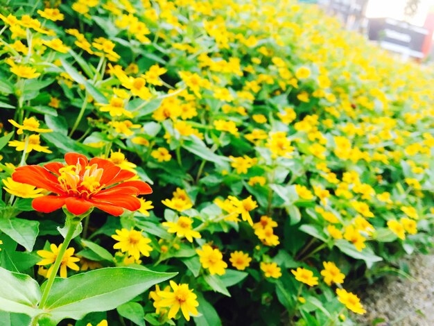 Close-up of yellow flowers