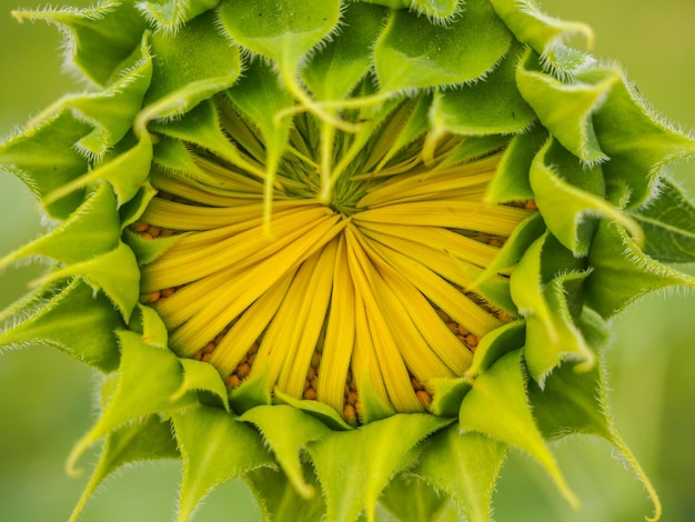 Close-up of yellow flowers