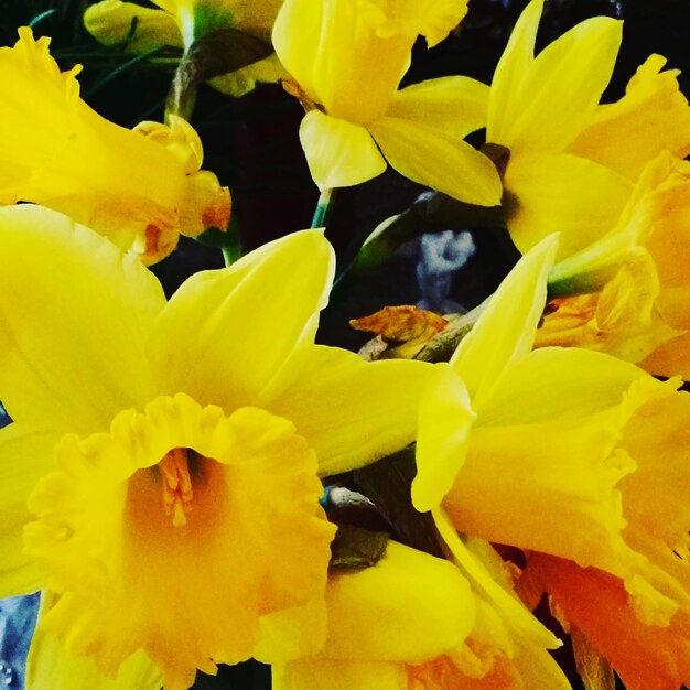 Close-up of yellow flowers