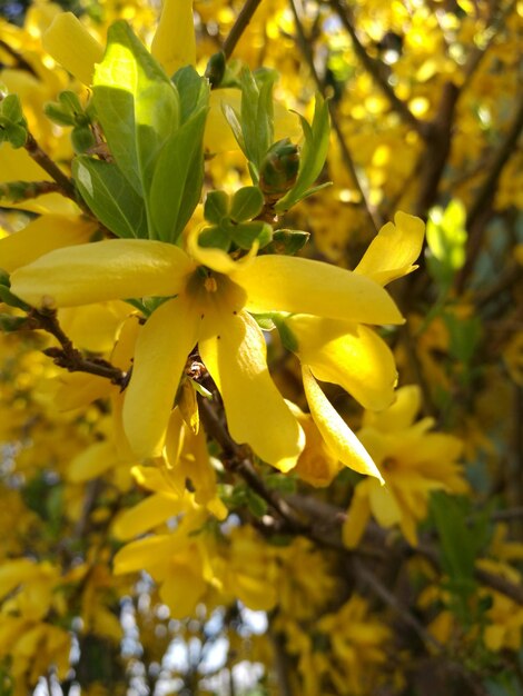 Close-up of yellow flowers