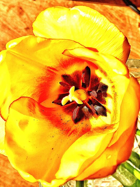 Photo close-up of yellow flowers