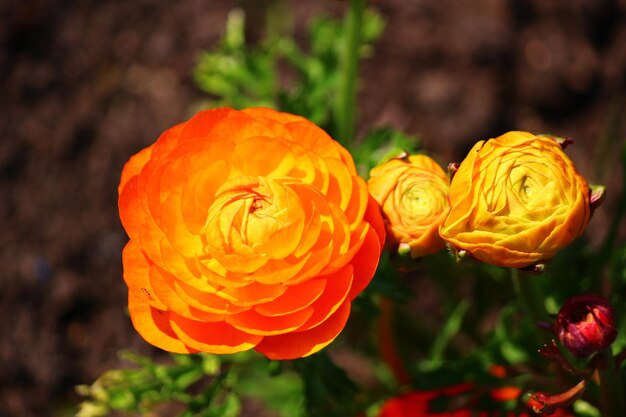 Close-up of yellow flowers