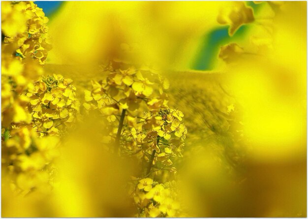 Close-up of yellow flowers