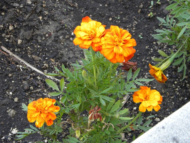 Photo close-up of yellow flowers