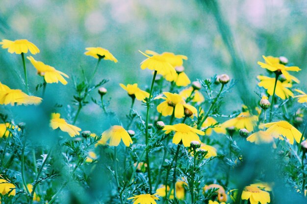 Close-up of yellow flowers