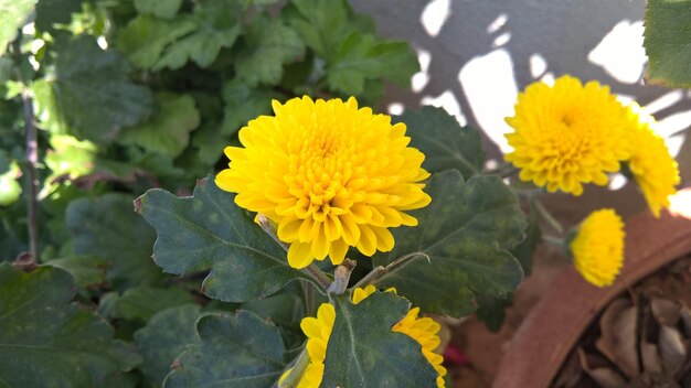 Close-up of yellow flowers