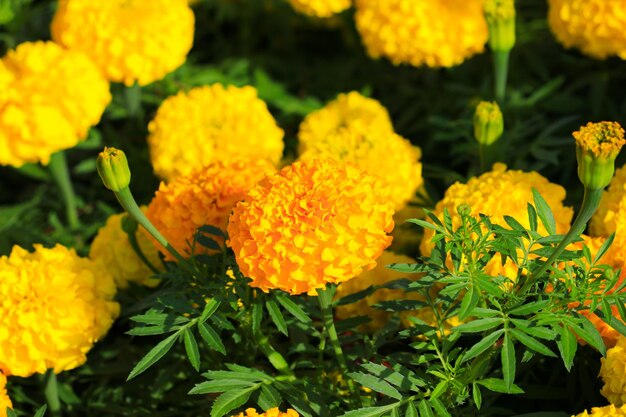 Close-up of yellow flowers