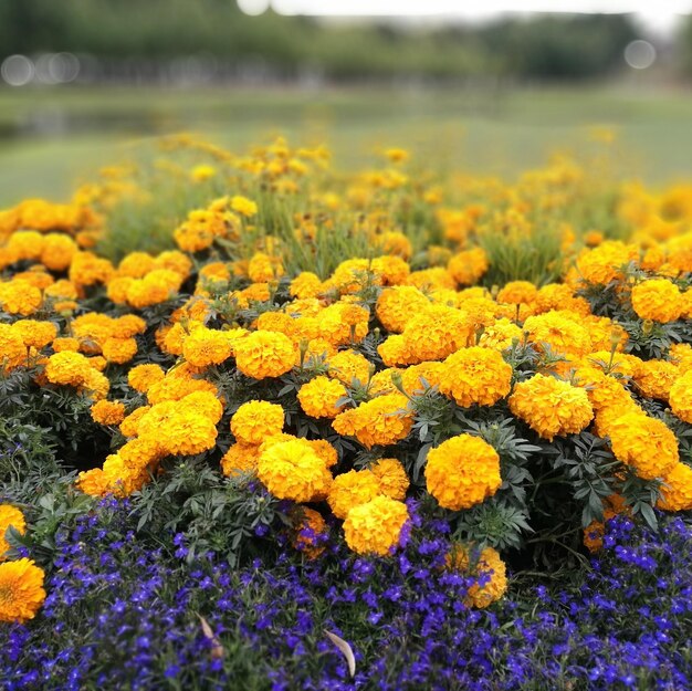 Foto close-up di fiori gialli