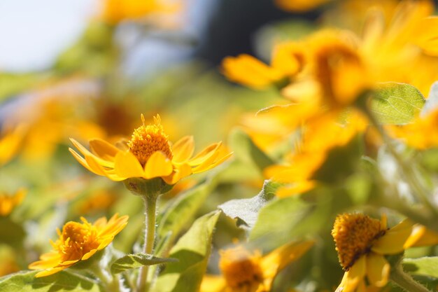 Close-up of yellow flowers