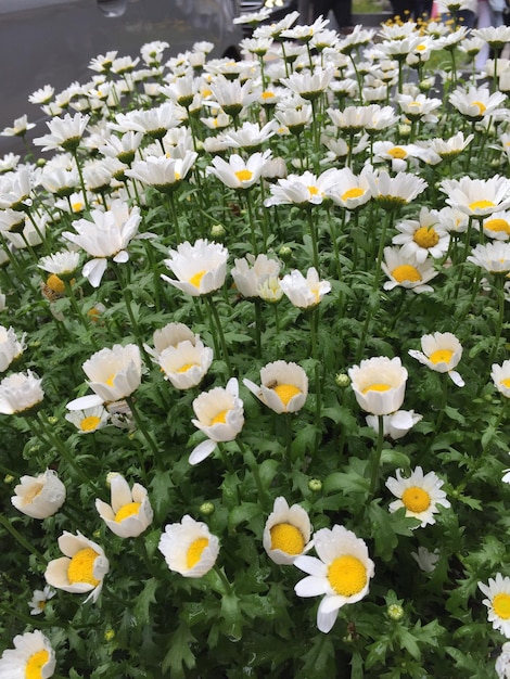 Close-up of yellow flowers