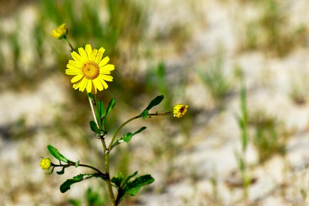 Foto close-up di fiori gialli