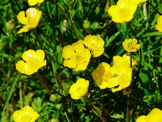 Foto close-up di fiori gialli