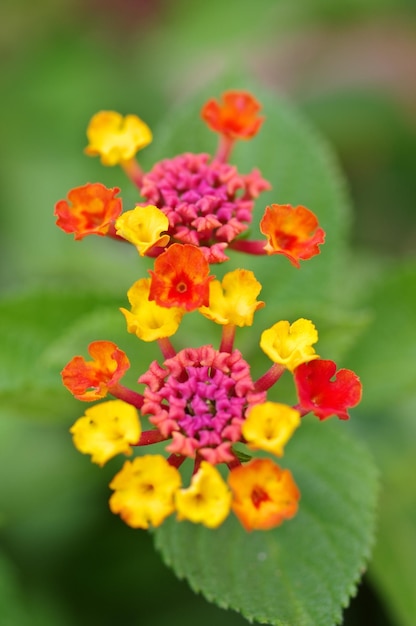 Foto close-up di fiori gialli