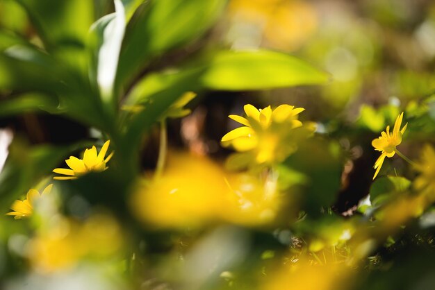 Close-up of yellow flowers