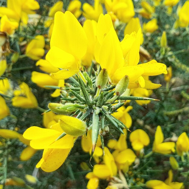 Foto close-up di fiori gialli