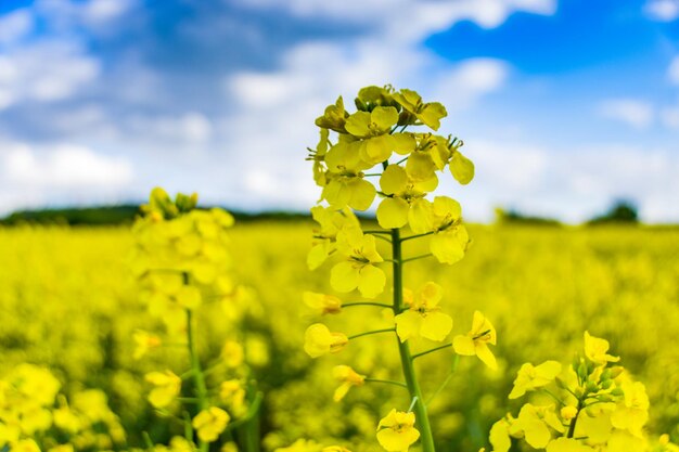 Close-up of yellow flowers