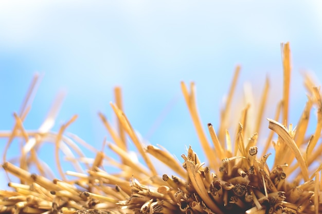 Photo close-up of yellow flowers