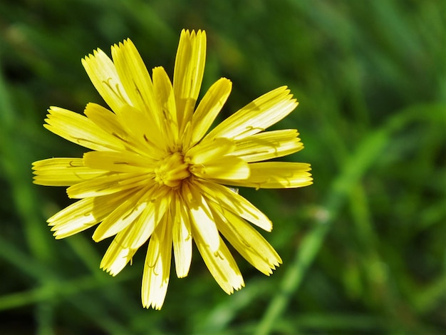 Foto close-up di fiori gialli