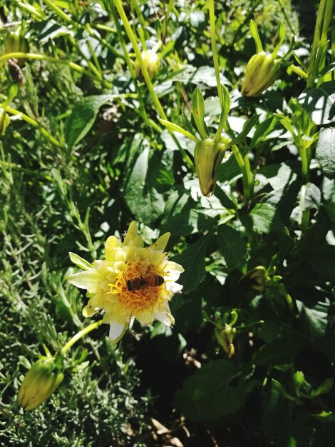 Close-up of yellow flowers