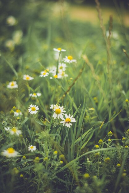 Close-up of yellow flowers