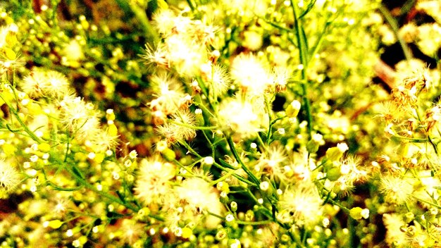 Close-up of yellow flowers