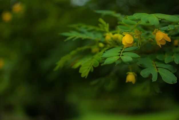 Close-up of yellow flowers