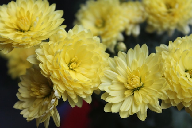 Foto close-up di fiori gialli