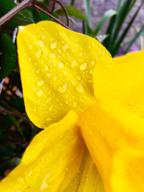 Close-up of yellow flowers