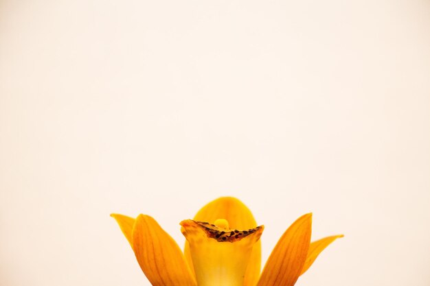 Close-up of yellow flowers