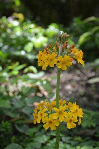 Close-up of yellow flowers