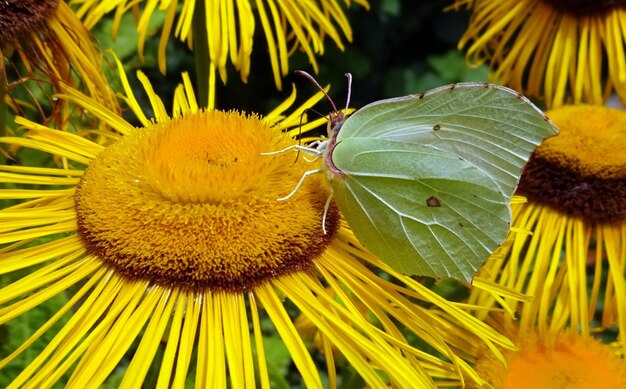 Close-up of yellow flowers