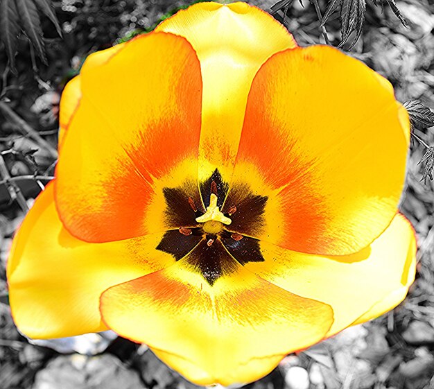 Close-up of yellow flowers