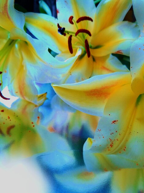 Close-up of yellow flowers