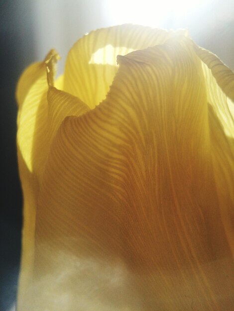 Close-up of yellow flowers