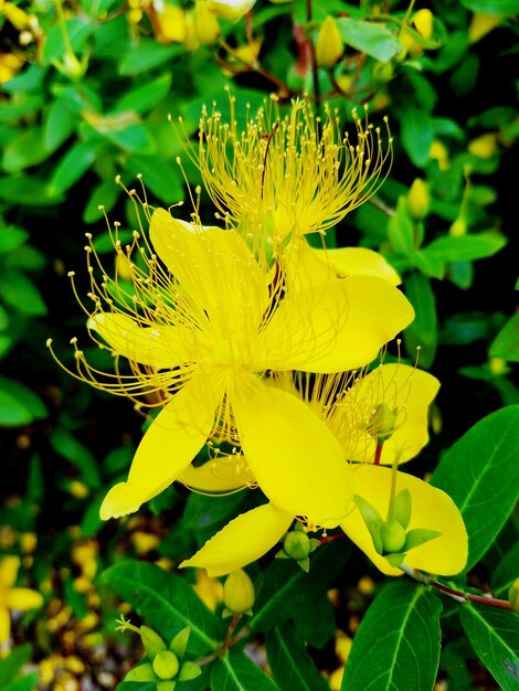 Close-up of yellow flowers