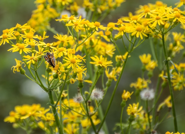 Photo close-up of yellow flowers