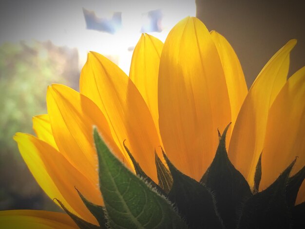 Close-up of yellow flowers