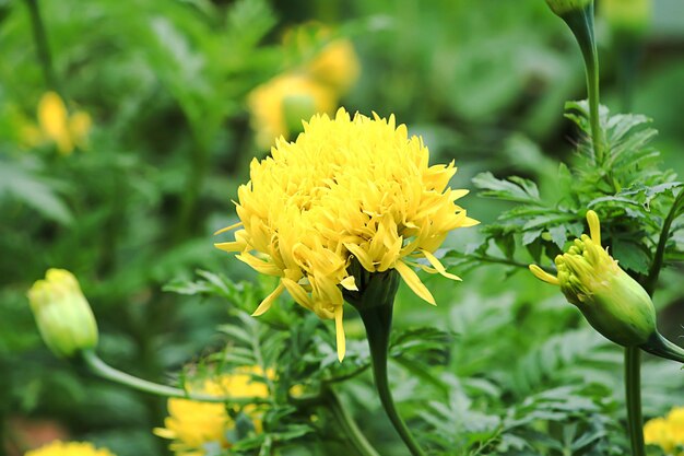 Close-up of yellow flowers