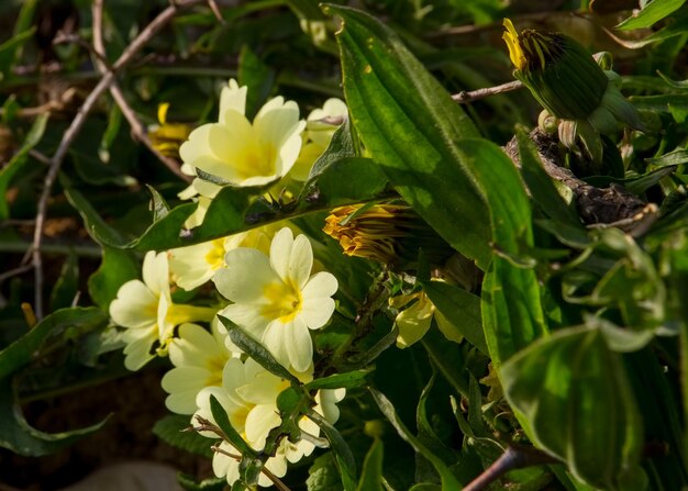 Close-up of yellow flowers