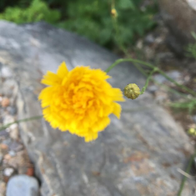 Close-up of yellow flowers