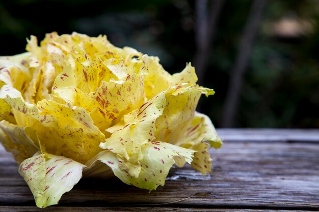 Close-up of yellow flowers