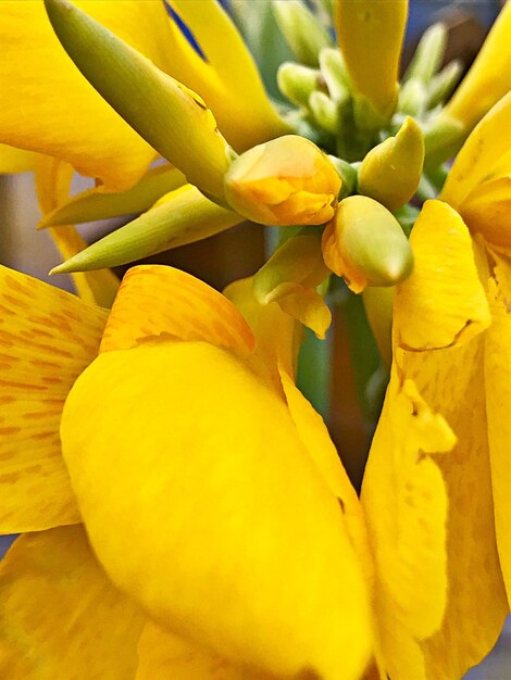 Close-up of yellow flowers