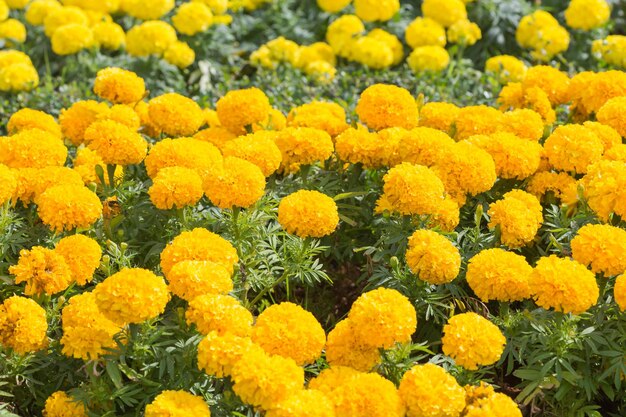 Close-up of yellow flowers