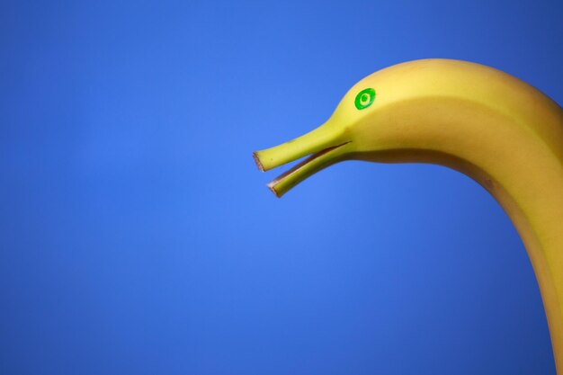 Photo close-up of yellow fruit against blue background