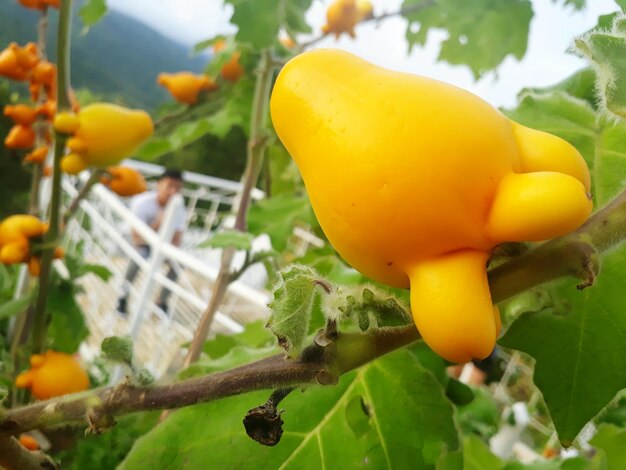 Close-up of yellow fruit growing on tree